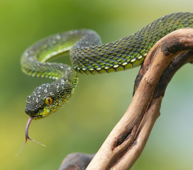 Serpiente víbora verde en primer plano y detalle