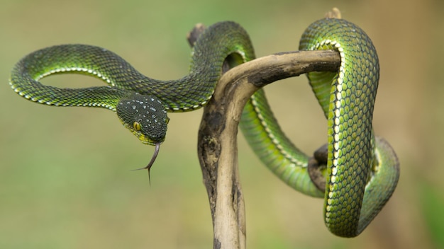 Serpiente víbora verde en primer plano y detalle