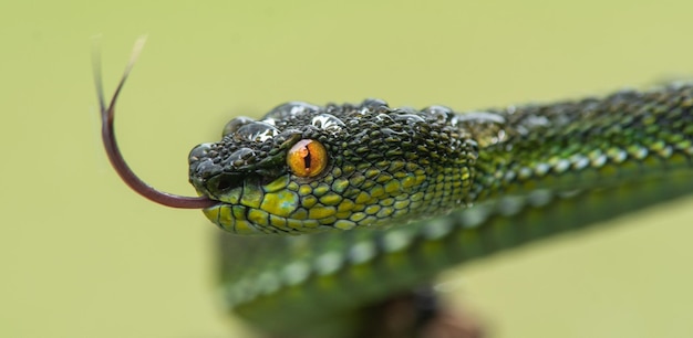 Serpiente víbora verde en primer plano y detalle