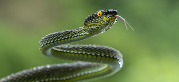 Serpiente víbora verde en primer plano y detalle