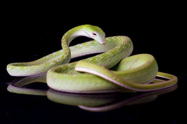 Serpiente de vid asiática Ahaetulla prasina