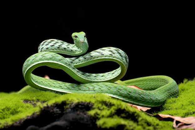 Serpiente de vid verde en posición de ataque