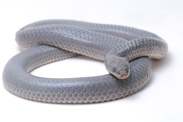 Serpiente Xenopeltis unicolor aislada