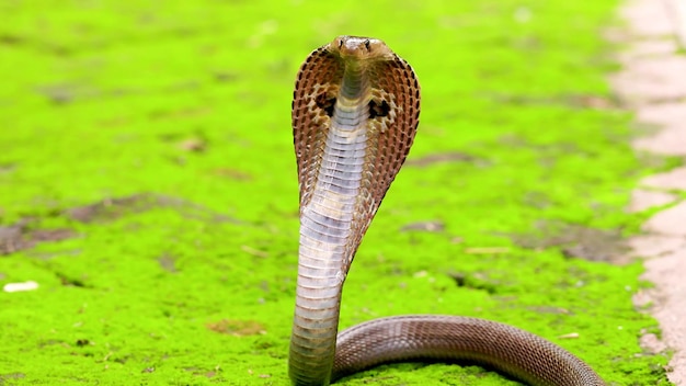 Serpientes de malasia serpiente cobra venenosa