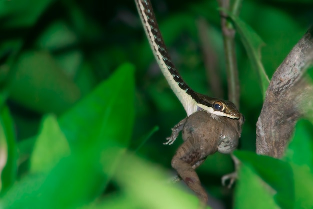 serpientes presa de los árboles de rana