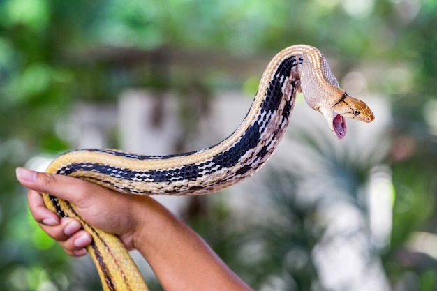 Serpientes de rata radiadas, serpiente de rata Copperhead