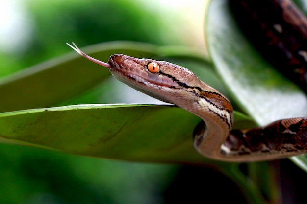 Foto serpientes raticulatus pyhton en la hoja