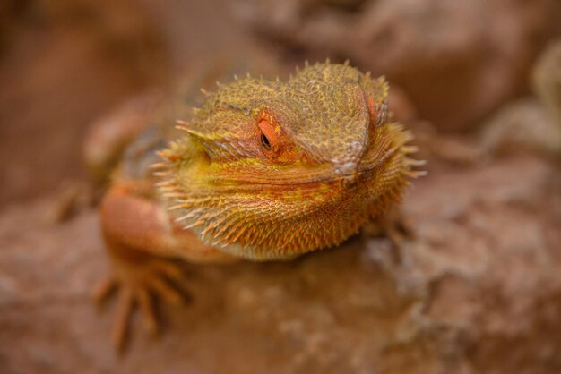 Foto serpientes y reptiles