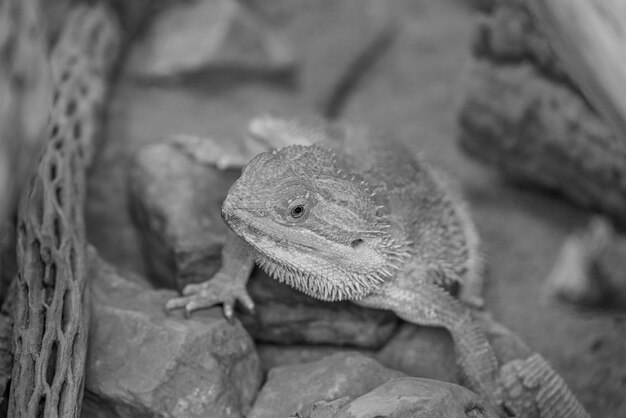 Foto serpientes y reptiles