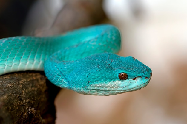 serpientes de víbora azul insularis