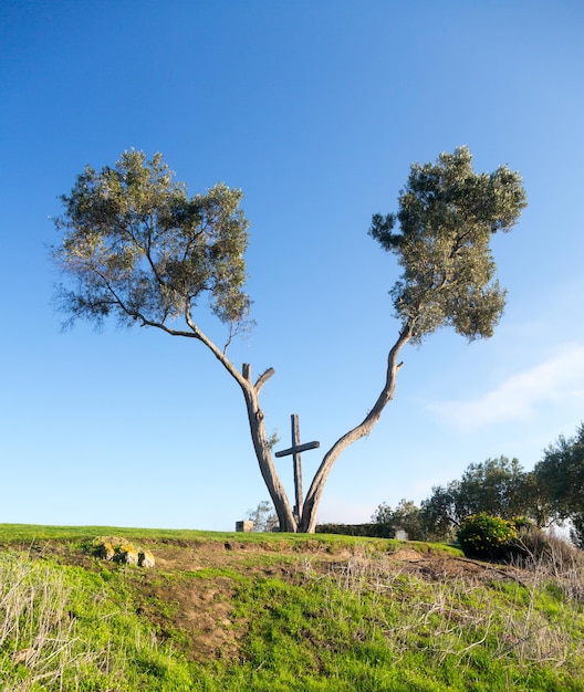 Serra Cross en Ventura California entre árboles