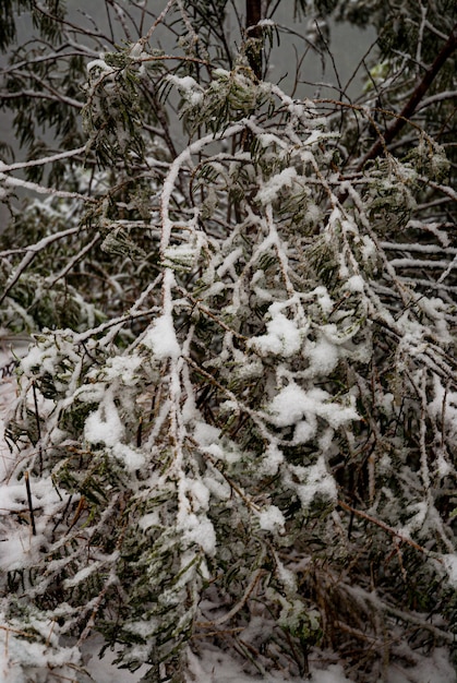 Serra de Santa Catarina, região sul do Brasil, um dos maiores fenômenos de neve já vistos em toda a sua história.