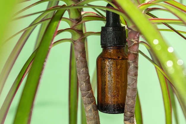 Serumflasche ohne Marke mit Blättern auf Dracaena-Randpflanze Spa-Konzept für Gesichts- und Körperpflege Naturkosmetik in Glasflasche mit Pipette