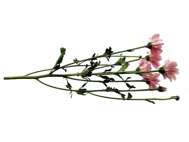 Seruni o flor de crisantemo aislado sobre fondo blanco.