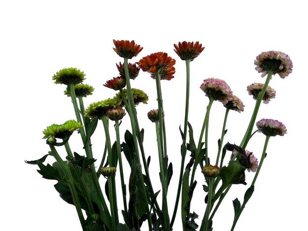 Seruni o flor de crisantemo aislado sobre fondo blanco.