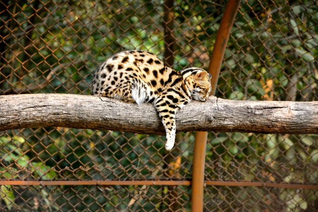 Foto serval relaxando em uma árvore