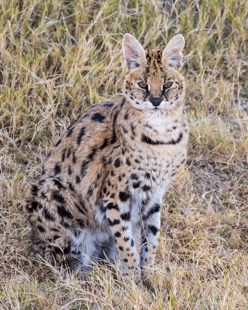 Serval sentado en la hierba