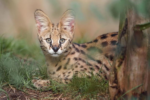 Serval