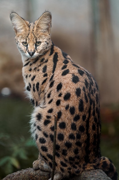 Serval