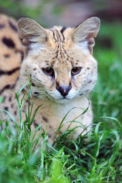 Servalkatze (Felis Serval)