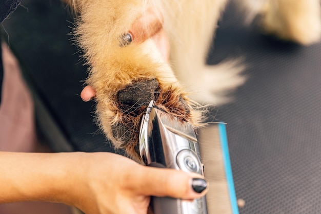 Foto servicio de peluquería canina