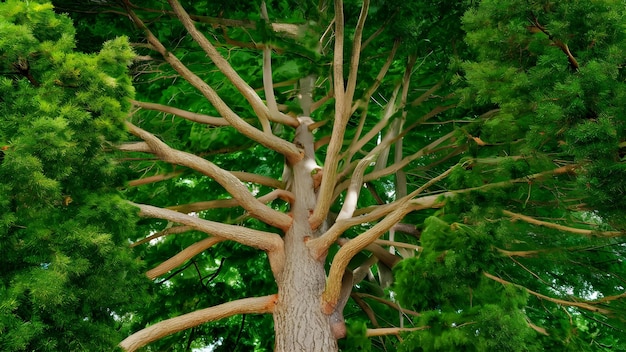 Servicios de expertos en el cuidado de los árboles Eliminación, recorte, poda y mantenimiento Concepto Eliminación de árboles Recorte de árboles Cortes de árboles Servicios de expertos de mantenimiento de árboles