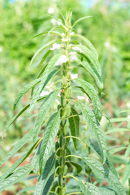 Sésamo, una planta herbácea anual alta