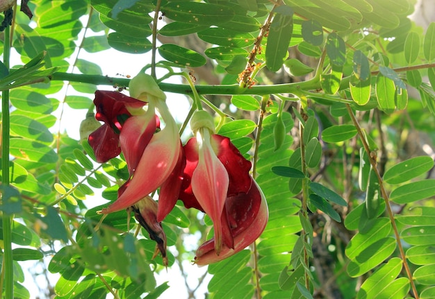 Sesbania grandiflora roja en el jardín