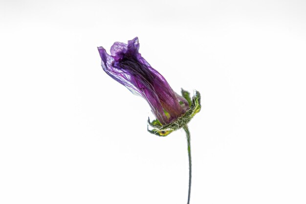 sesión de arte de flor morada seca con fondo blanco