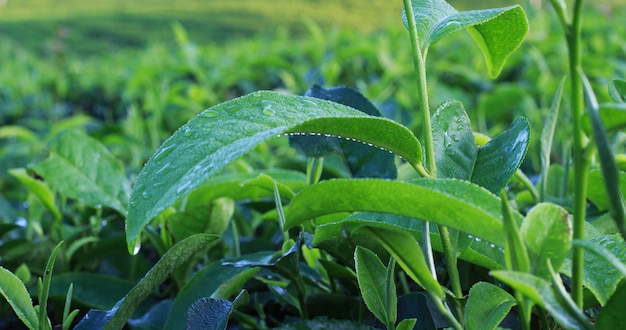 sesión de fotos de jardín de té natural