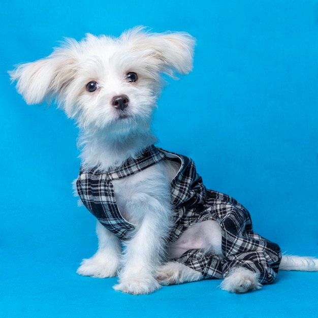 Sesión de fotos maltesa femenina sesión fotografía de mascotas de estudio con camisa de vestir negra fondo azul y propiedad linda expresión cachorro