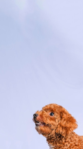 Sesión de fotos de perro caniche de color chocolate en estudio con fondo de color gris y expresión feliz