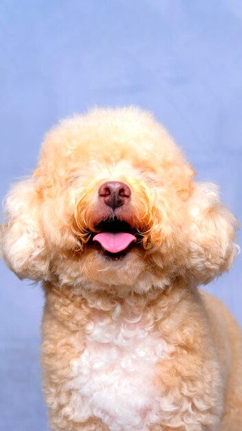 Sesión de fotos de perro caniche hembra cremosa crema en estudio con fondo azul gris rojo y expresión feliz