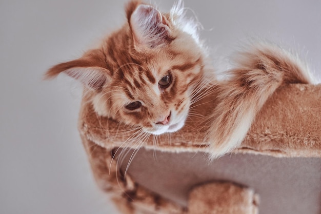 La sesión de fotos de primer plano del lindo gatito soñoliento de Maine Coon está tirada en muebles especiales para gatos.