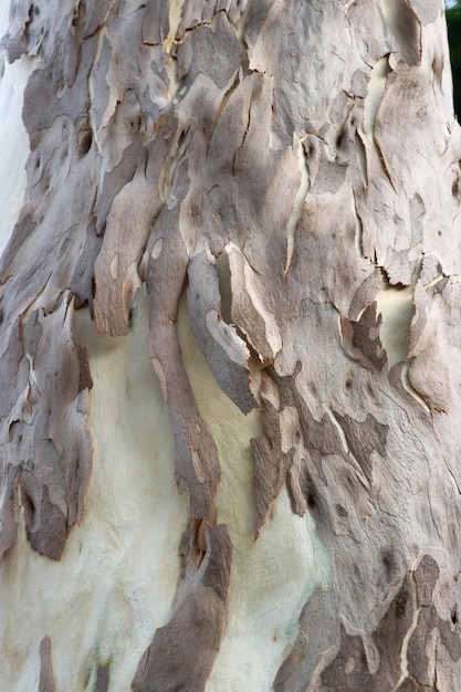 Sesión de fotos de primer plano de la superficie del árbol de eucalipto y la textura de la corteza Corteza de árbol seco y foto de superficie de madera blanca Superficie de madera lisa y blanca con textura de corteza marrón para el fondo