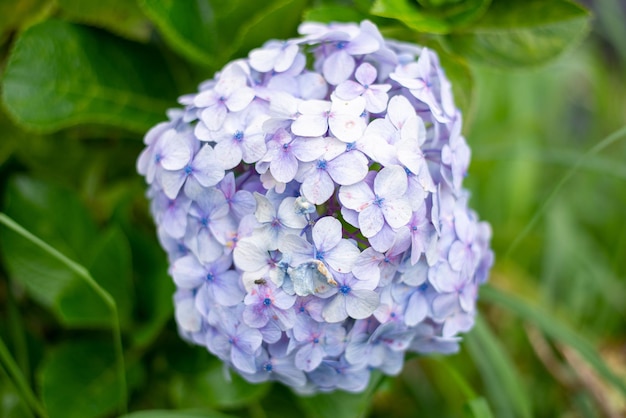 Una sesión de primer plano de fondo de flores