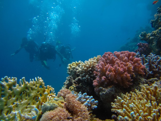 Sesión submarina de personas buceando con escafandra cerca de hermosos arrecifes coloridos y diferentes peces