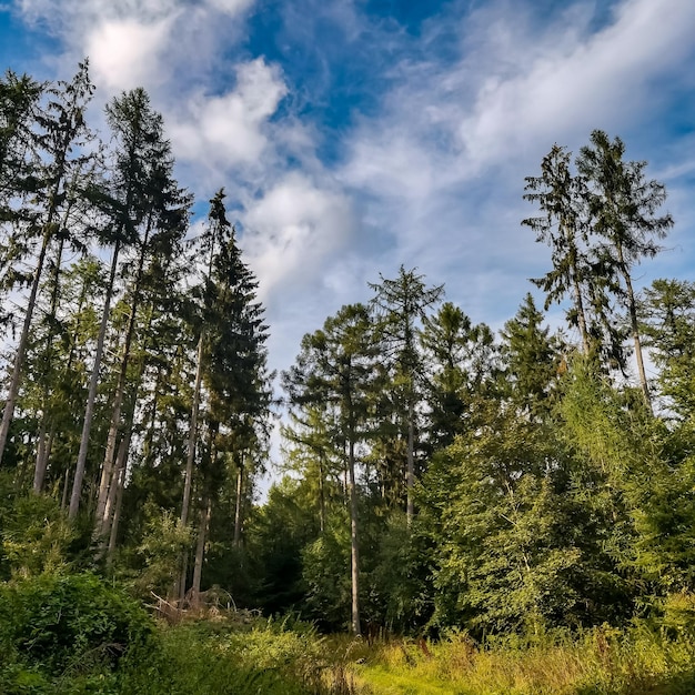 Foto sesiones de fotos de la naturaleza en los alrededores de hamburgo