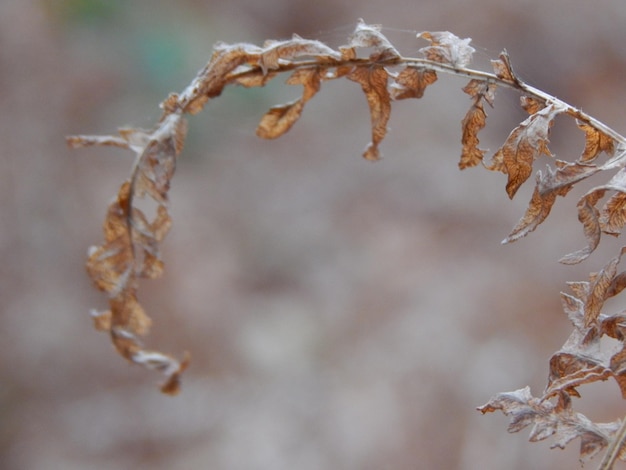 sesiones de fotos de la naturaleza en el norte de Alemania