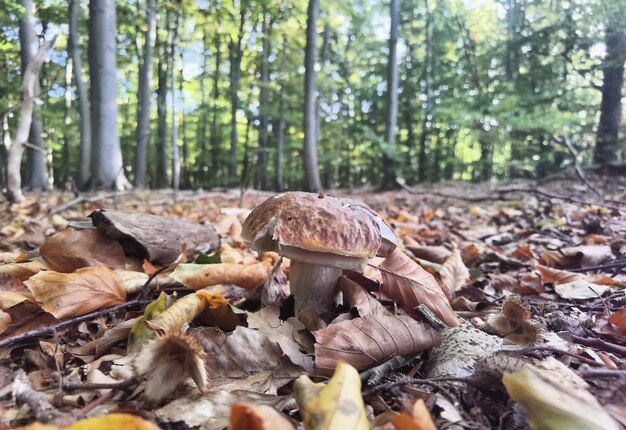 Foto sesiones de fotos de otoño en el norte de alemania