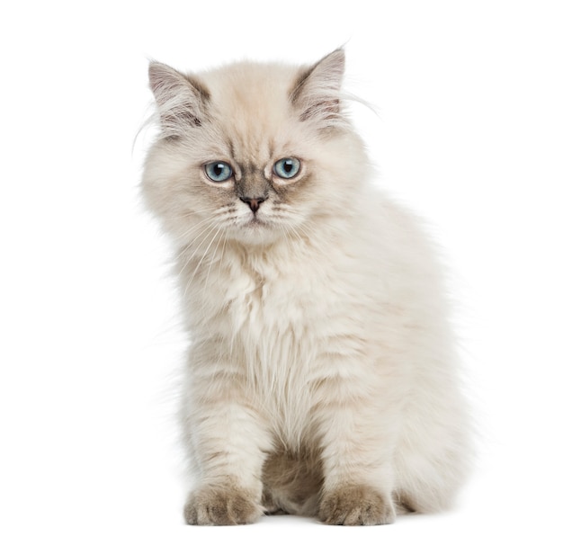 Sessão British Longhair gatinho isolada no branco