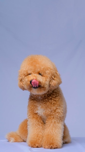 Sessão de fotos cremosa cremosa de cachorro poodle feminino no estúdio com fundo azul cinza e expressão feliz