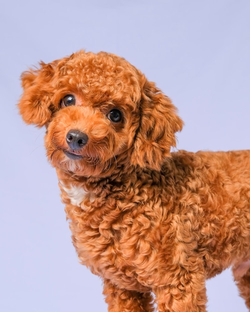 Sessão de fotos de cachorro poodle cor de pele de chocolate no estúdio com fundo de cor cinza e expressão feliz