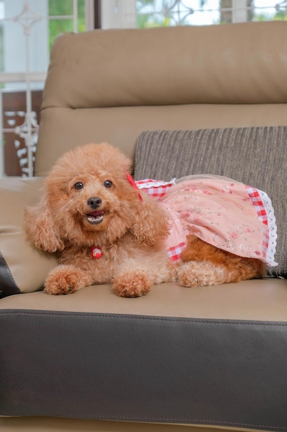 Sessão de fotos de cachorro poodle cor de pele de chocolate no estúdio com fundo de cor cinza e expressão feliz