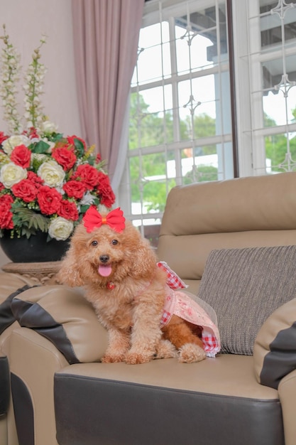 Sessão de fotos de cachorro poodle cor de pele de chocolate no estúdio com fundo de cor cinza e expressão feliz