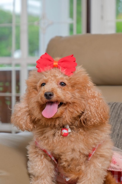 Foto sessão de fotos de cachorro poodle cor de pele de chocolate no estúdio com fundo de cor cinza e expressão feliz