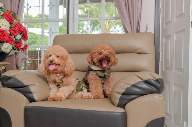 Sessão de fotos de cachorro poodle cor de pele de chocolate no estúdio com fundo de cor cinza e expressão feliz