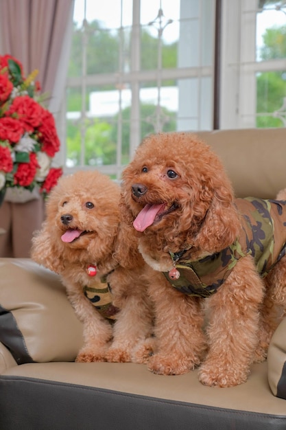 Foto sessão de fotos de cachorro poodle cor de pele de chocolate no estúdio com fundo de cor cinza e expressão feliz