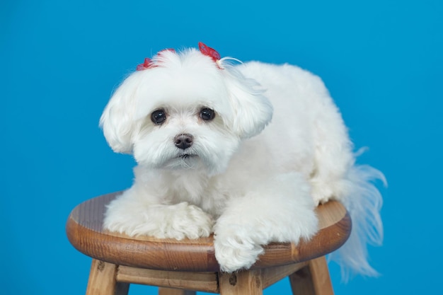 Sessão de fotos encantadora de cachorrinho maltês no estúdio em um fundo azul