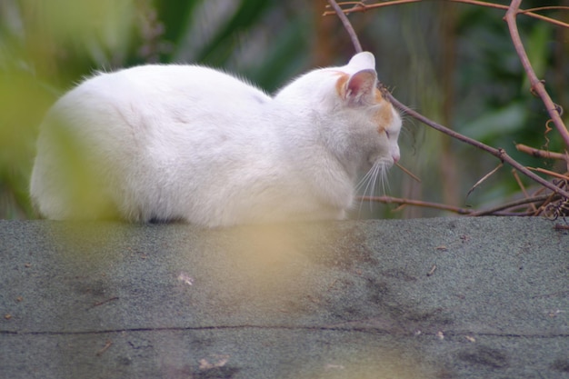 sessão de meio-dia de gato branco gordo